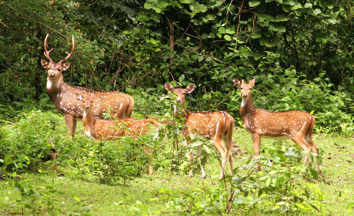 Kaziranga National park of India, hotels or resorts in Kaziranga national park,